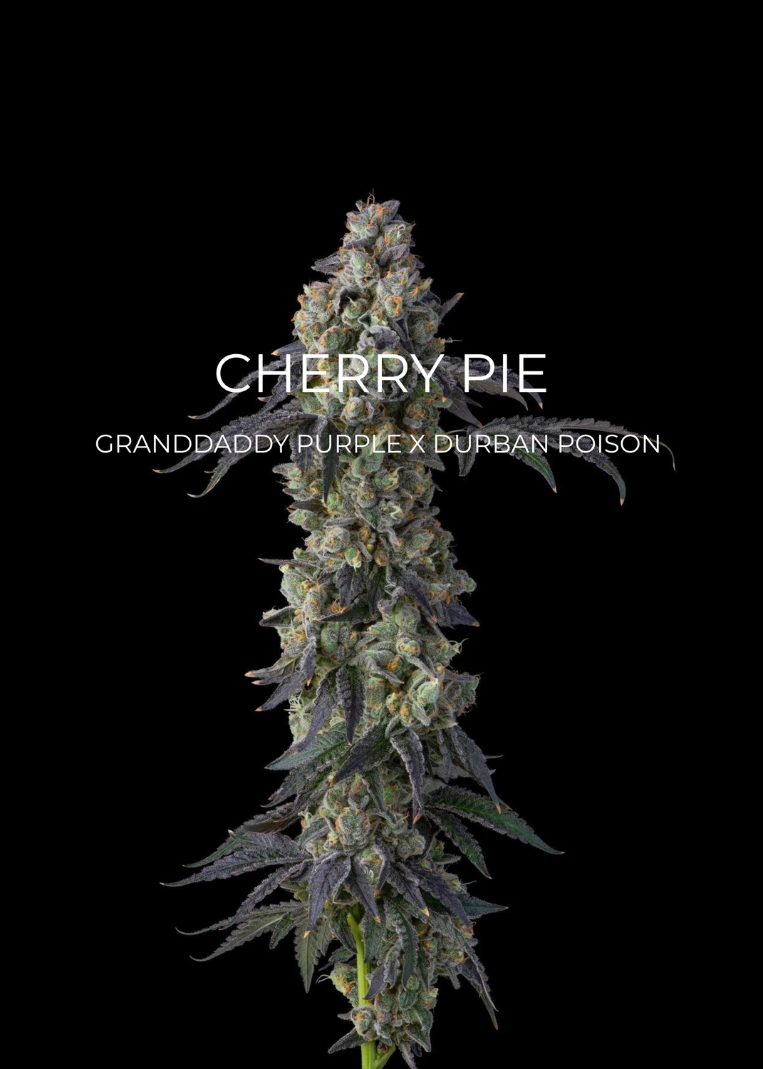 Cherry Pie - CannaFleur