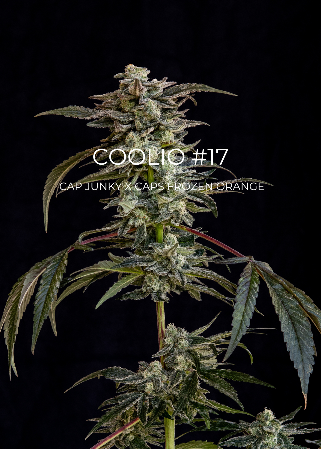 Coolio #17 - CannaFleur
