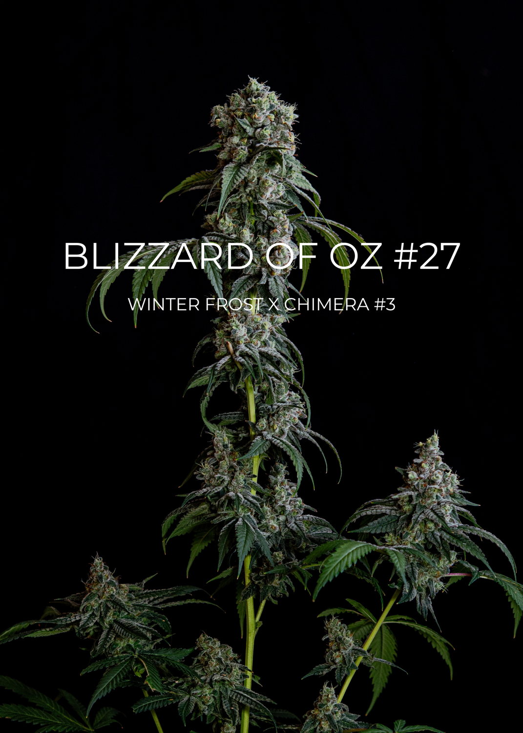Blizzard of Oz #27 - CannaFleur