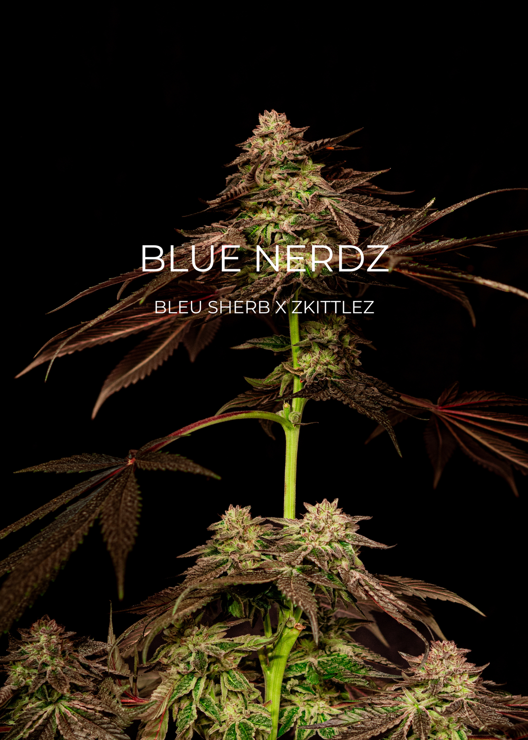 Blue Nerdz - CannaFleur