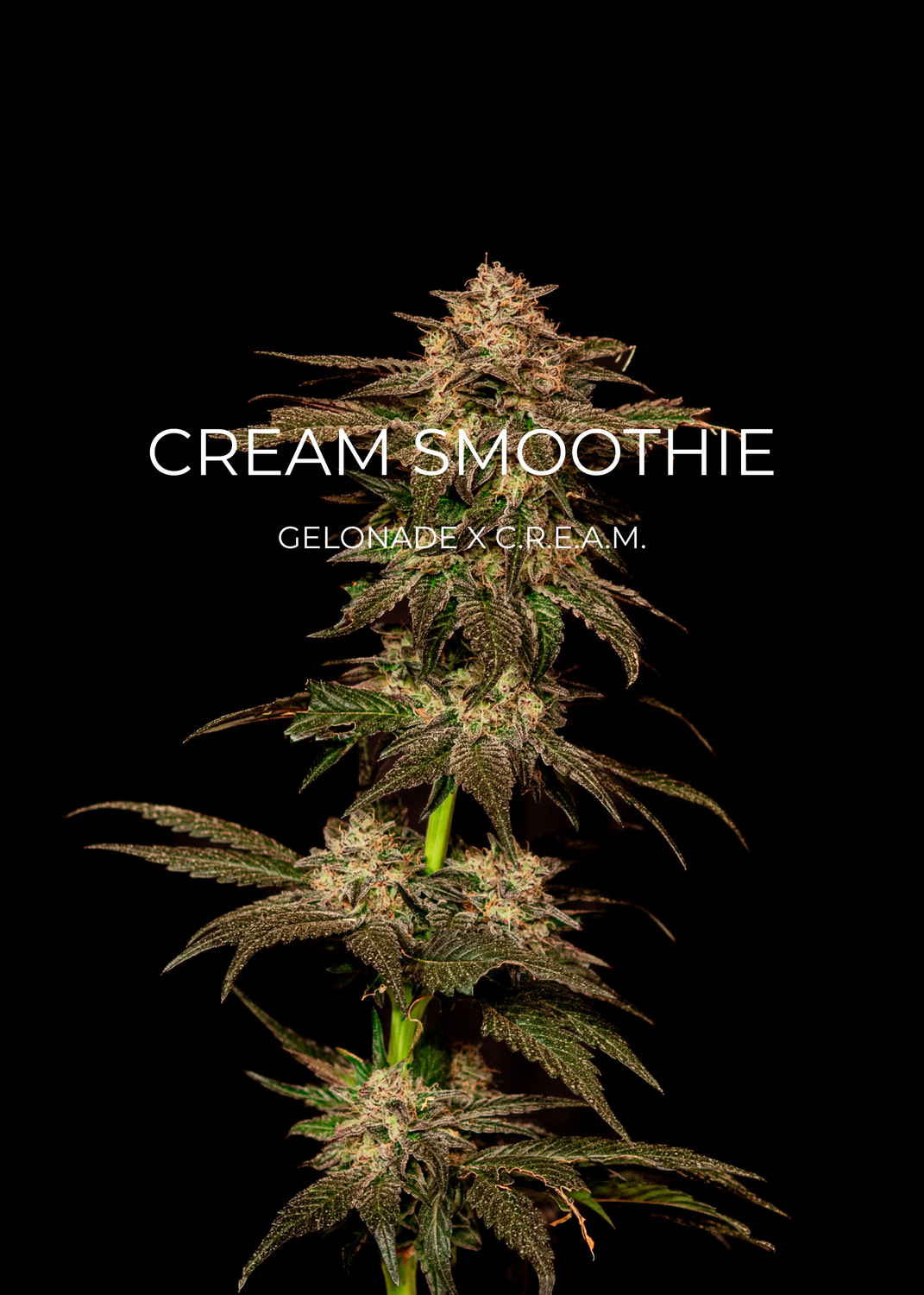 Cream Smoothie - CannaFleur
