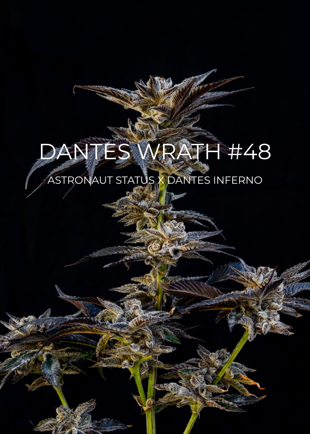 Dantes Wrath #48 - CannaFleur